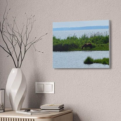 Horse on Assateaque Island - Stretched Canvas