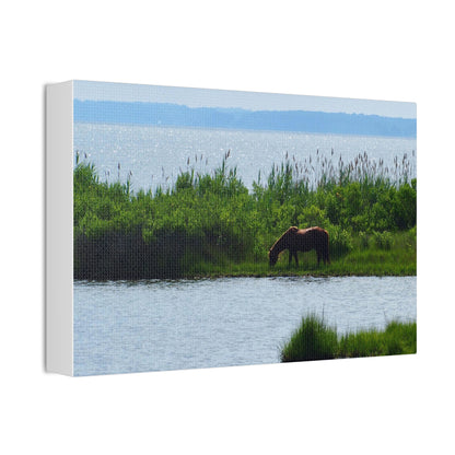 Horse on Assateaque Island - Stretched Canvas