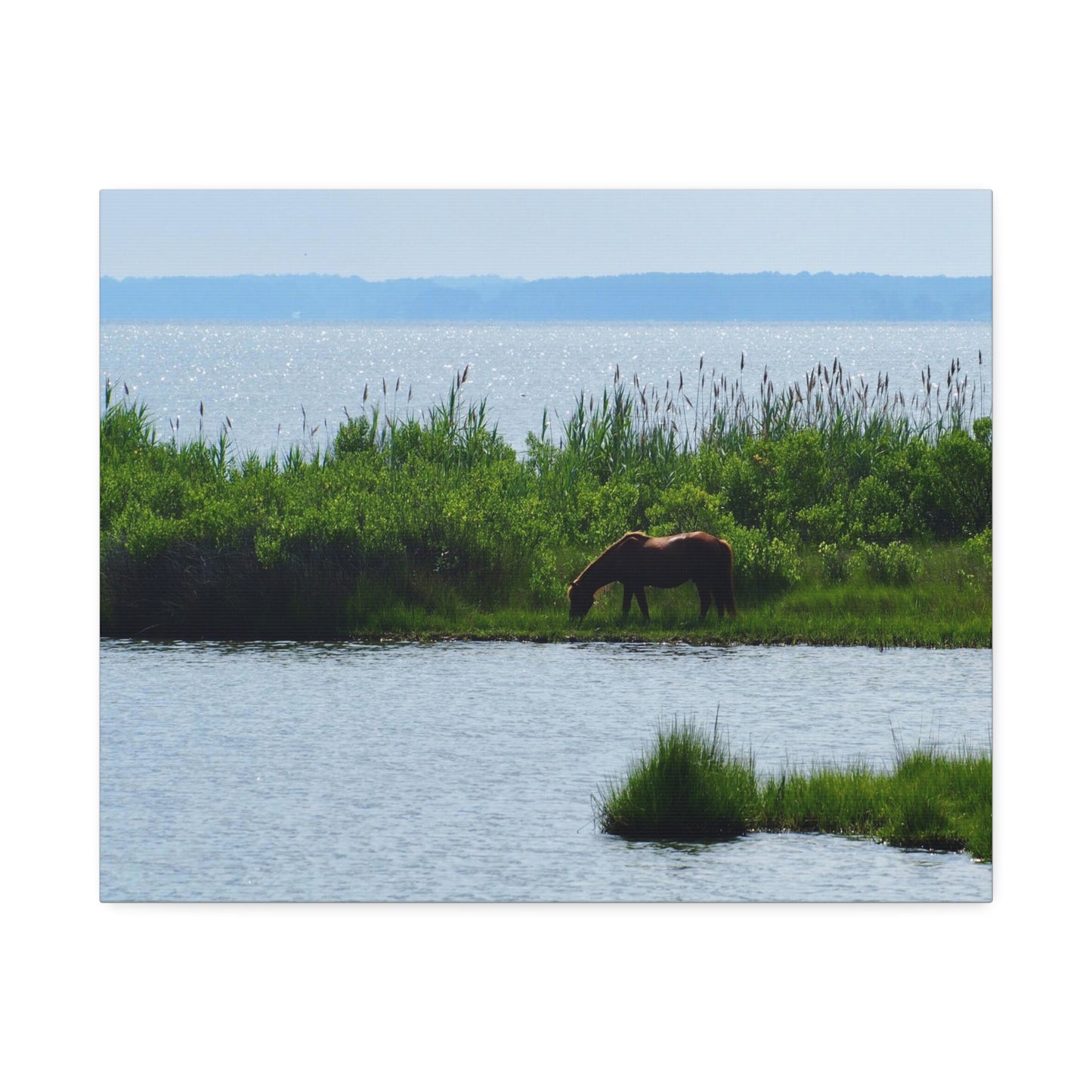 Horse on Assateaque Island - Stretched Canvas