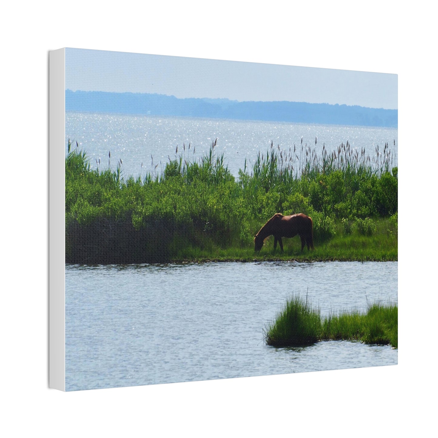 Horse on Assateaque Island - Stretched Canvas