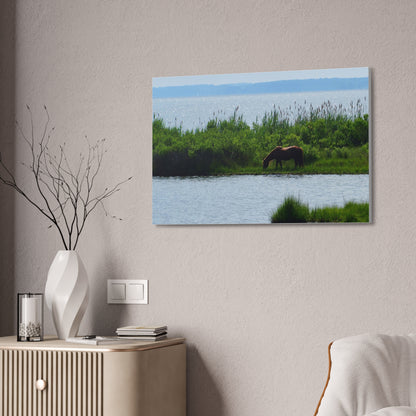 Horse on Assateaque Island - Stretched Canvas