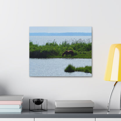 Horse on Assateaque Island - Stretched Canvas