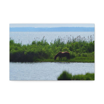 Horse on Assateaque Island - Stretched Canvas