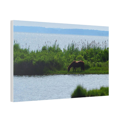 Horse on Assateaque Island - Stretched Canvas